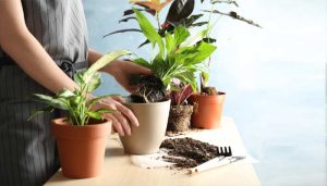 house plants